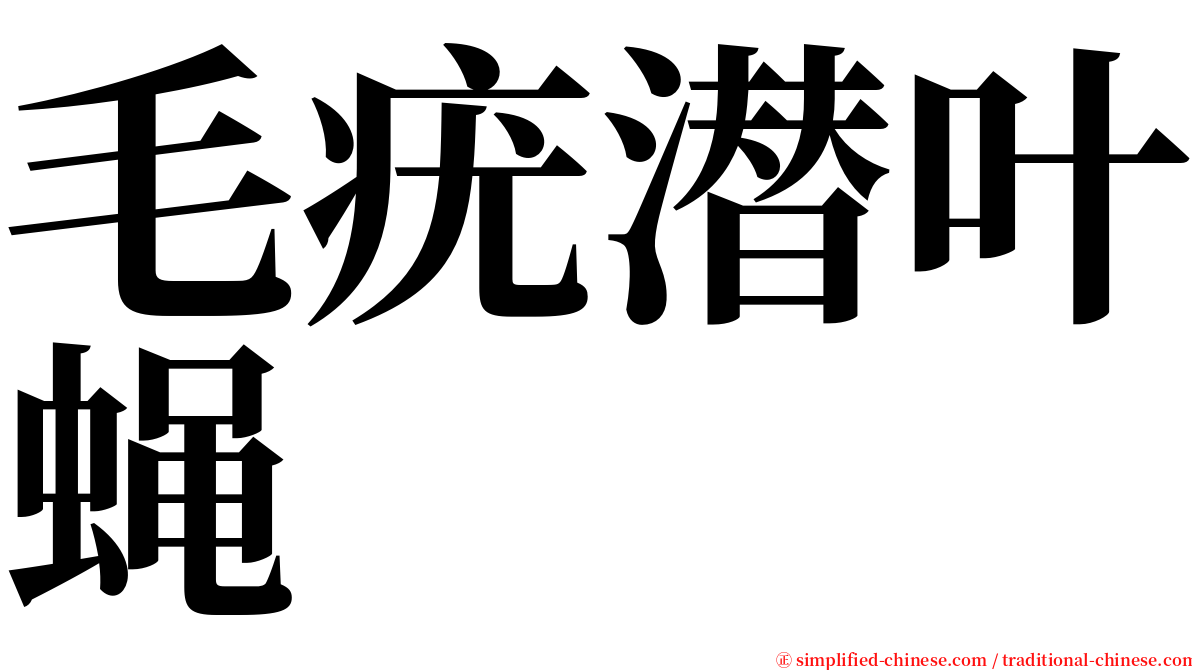 毛疣潜叶蝇 serif font