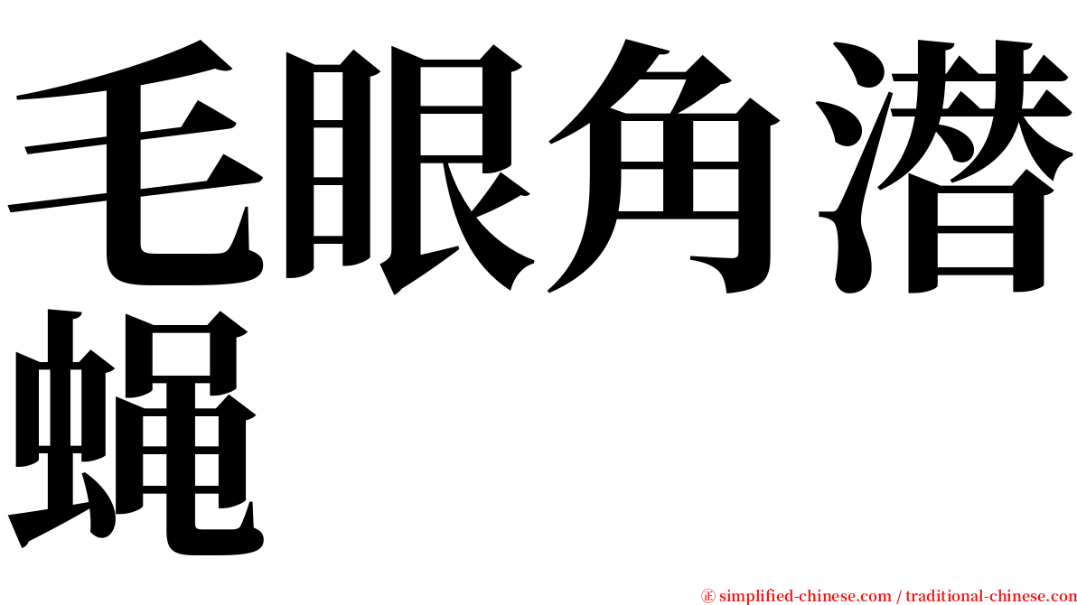 毛眼角潜蝇 serif font