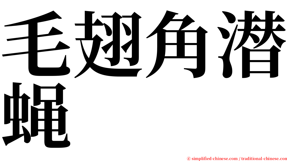 毛翅角潜蝇 serif font