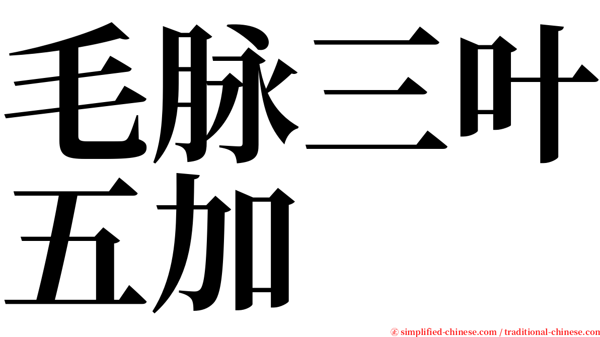 毛脉三叶五加 serif font