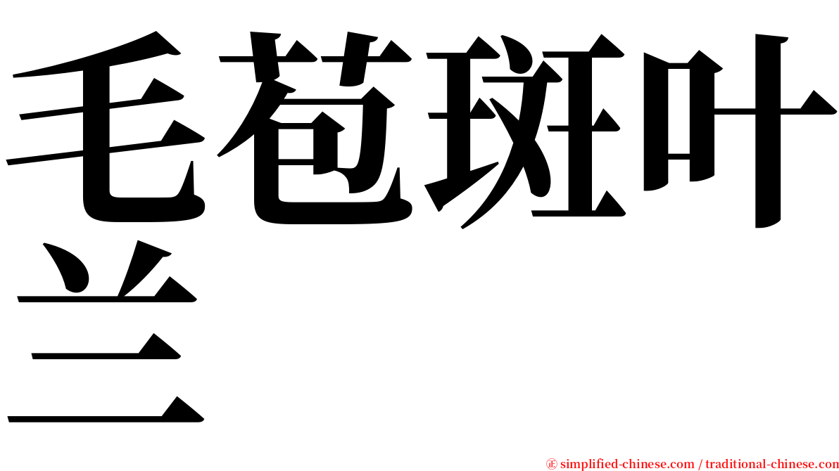 毛苞斑叶兰 serif font