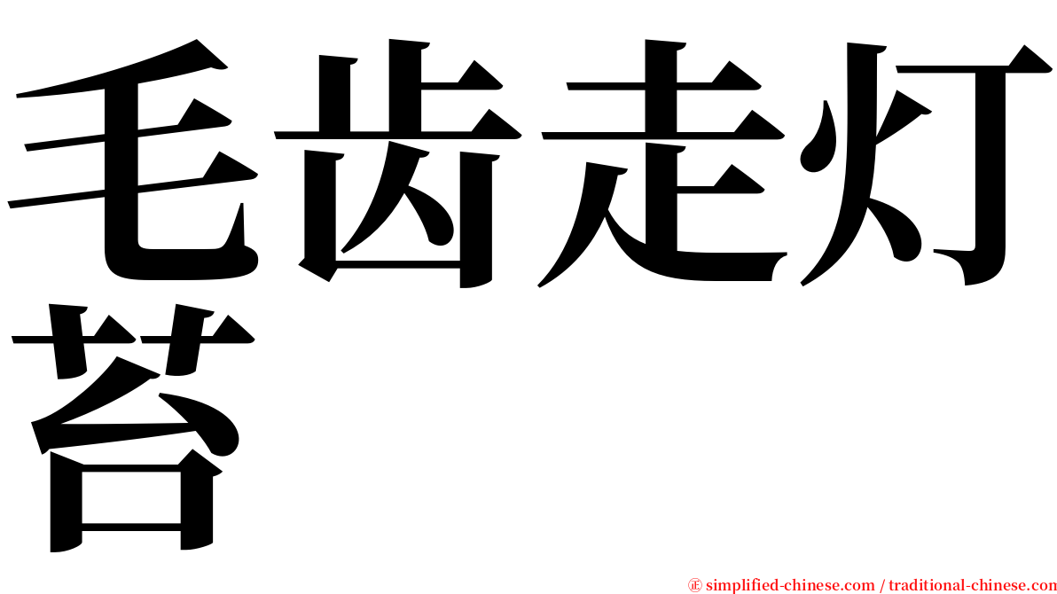 毛齿走灯苔 serif font