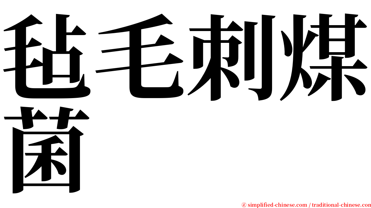 毡毛刺煤菌 serif font