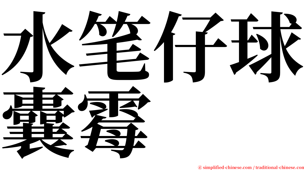 水笔仔球囊霉 serif font