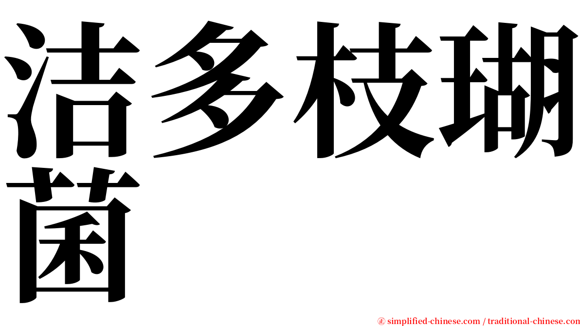 洁多枝瑚菌 serif font