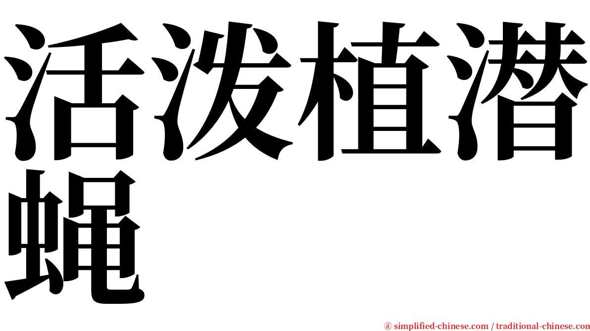 活泼植潜蝇 serif font