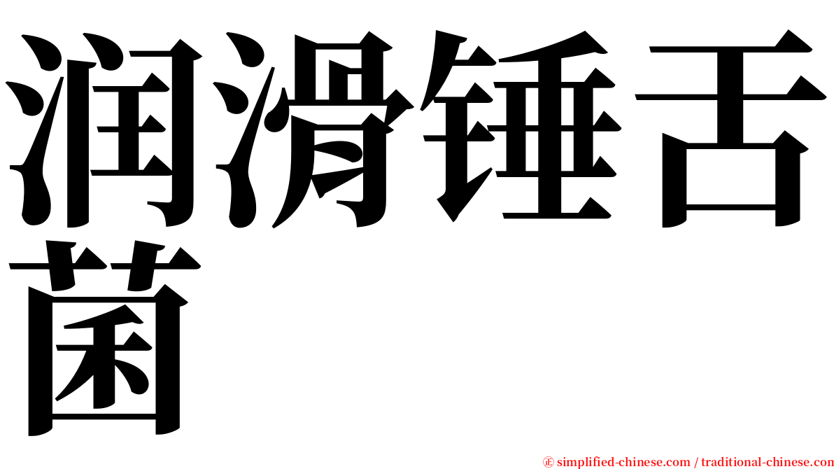 润滑锤舌菌 serif font