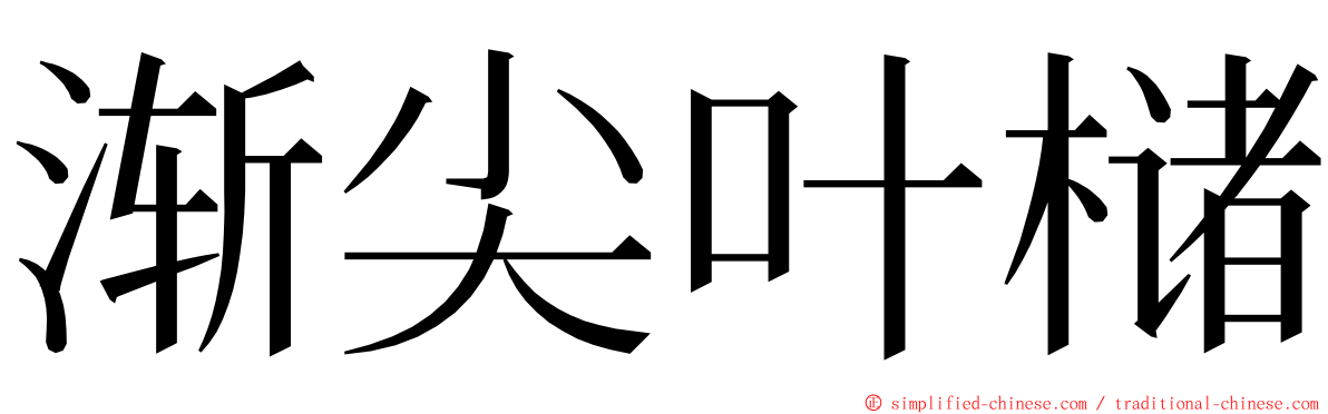 渐尖叶槠 ming font