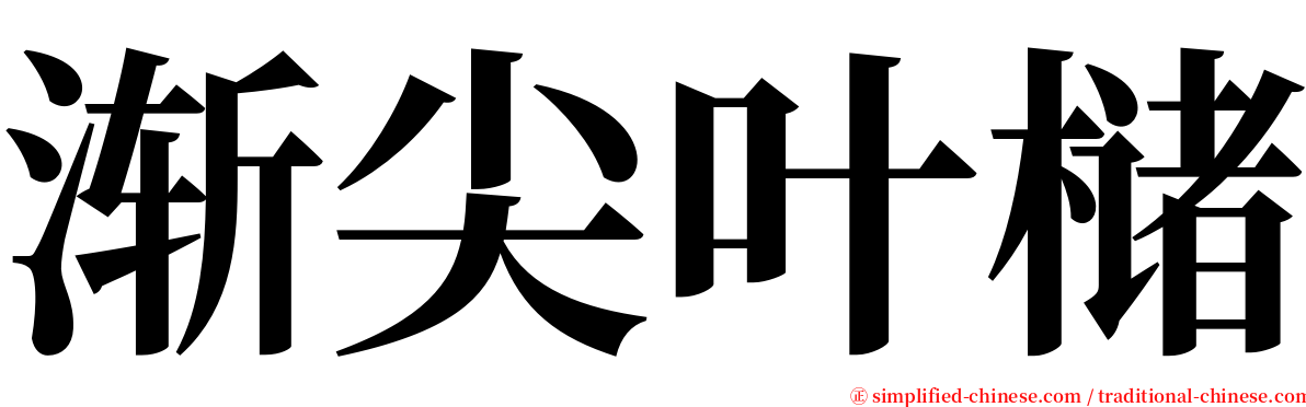 渐尖叶槠 serif font