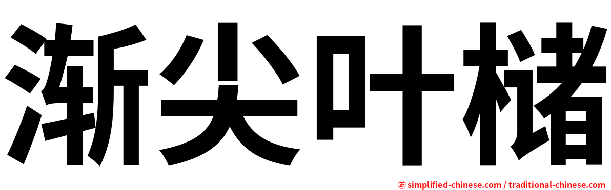 渐尖叶槠