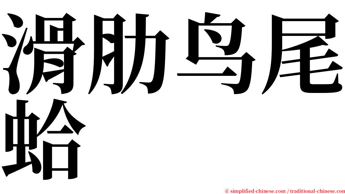 滑肋鸟尾蛤 serif font