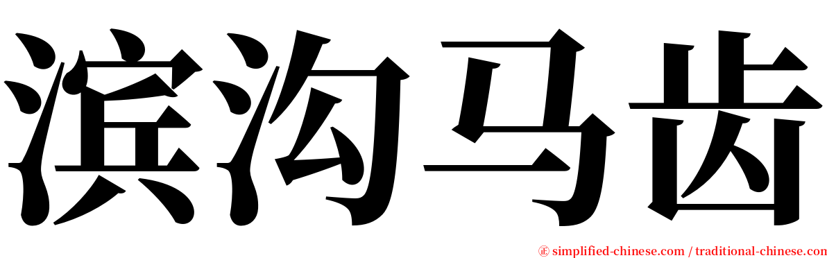 滨沟马齿 serif font