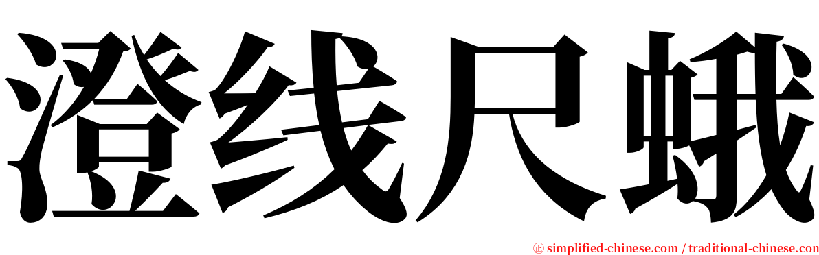 澄线尺蛾 serif font