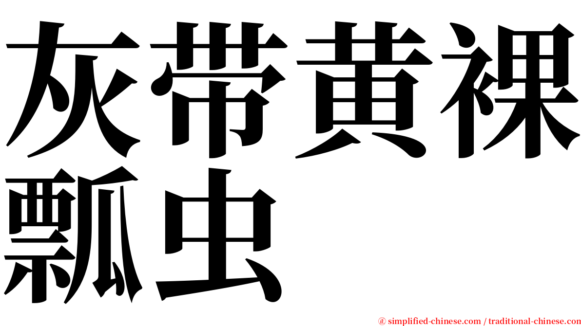 灰带黄裸瓢虫 serif font