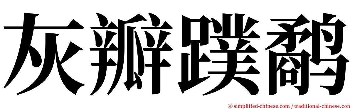 灰瓣蹼鹬 serif font