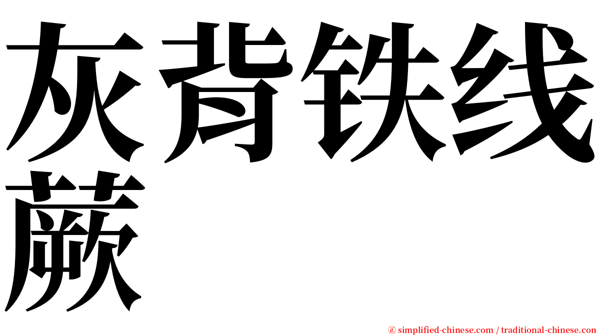 灰背铁线蕨 serif font