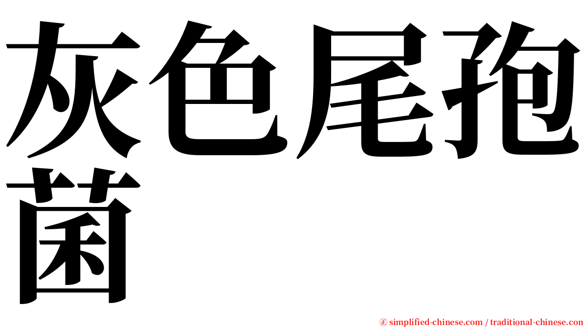 灰色尾孢菌 serif font