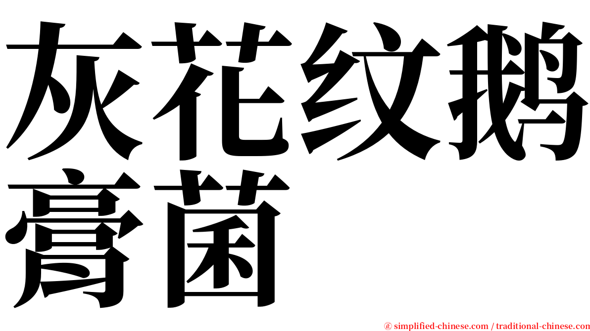 灰花纹鹅膏菌 serif font