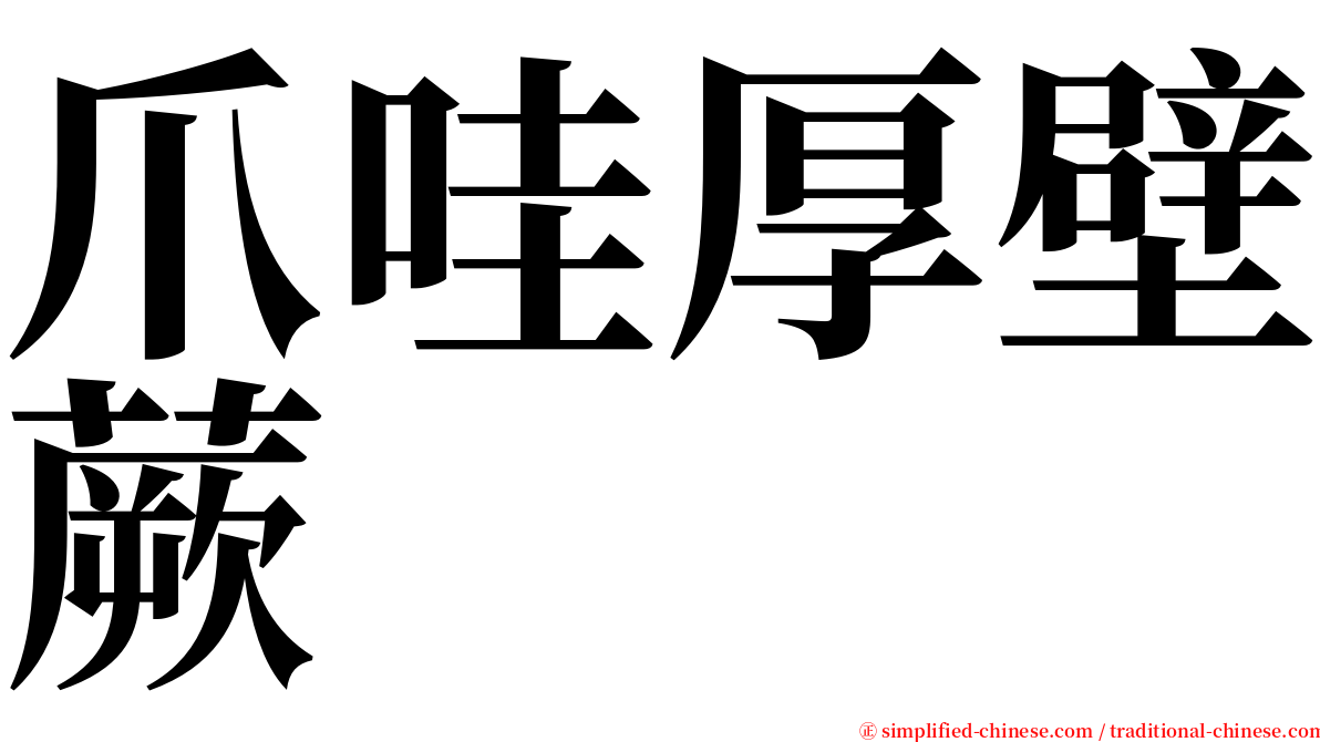 爪哇厚壁蕨 serif font