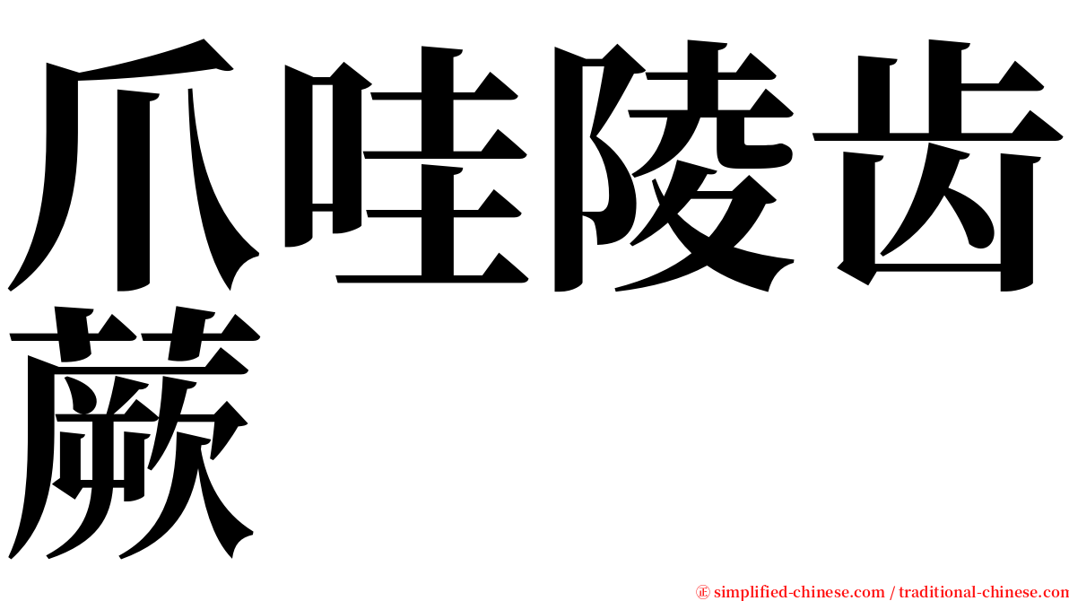 爪哇陵齿蕨 serif font