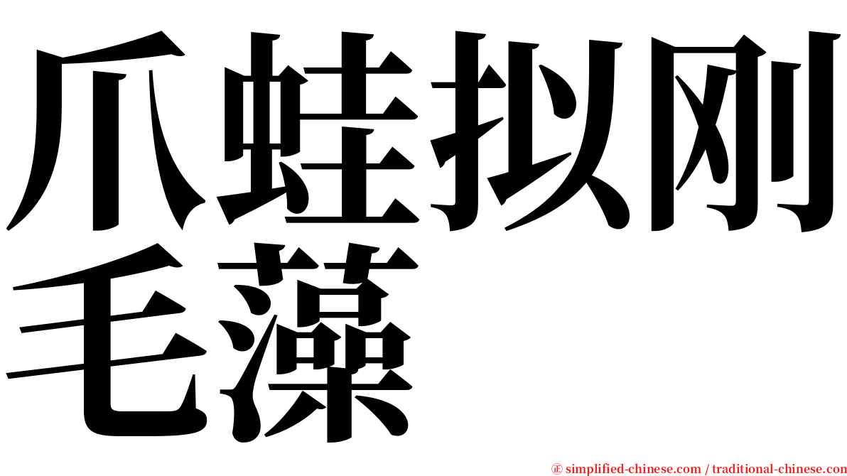 爪蛙拟刚毛藻 serif font