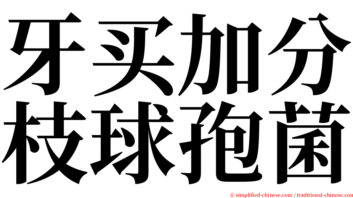 牙买加分枝球孢菌 serif font