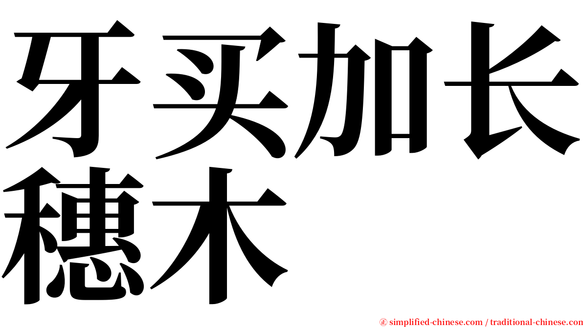 牙买加长穗木 serif font