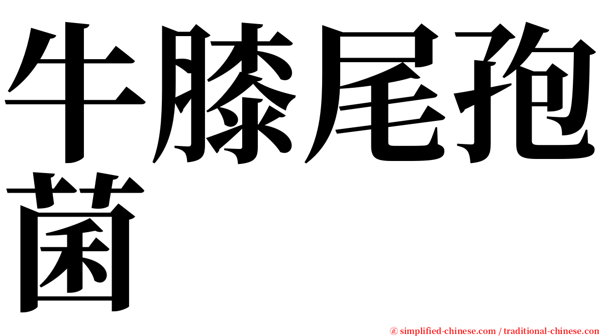 牛膝尾孢菌 serif font