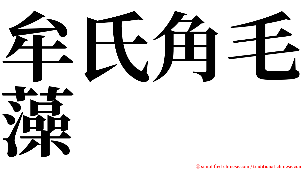 牟氏角毛藻 serif font