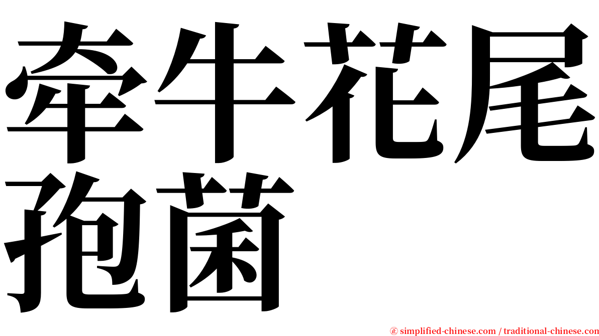 牵牛花尾孢菌 serif font