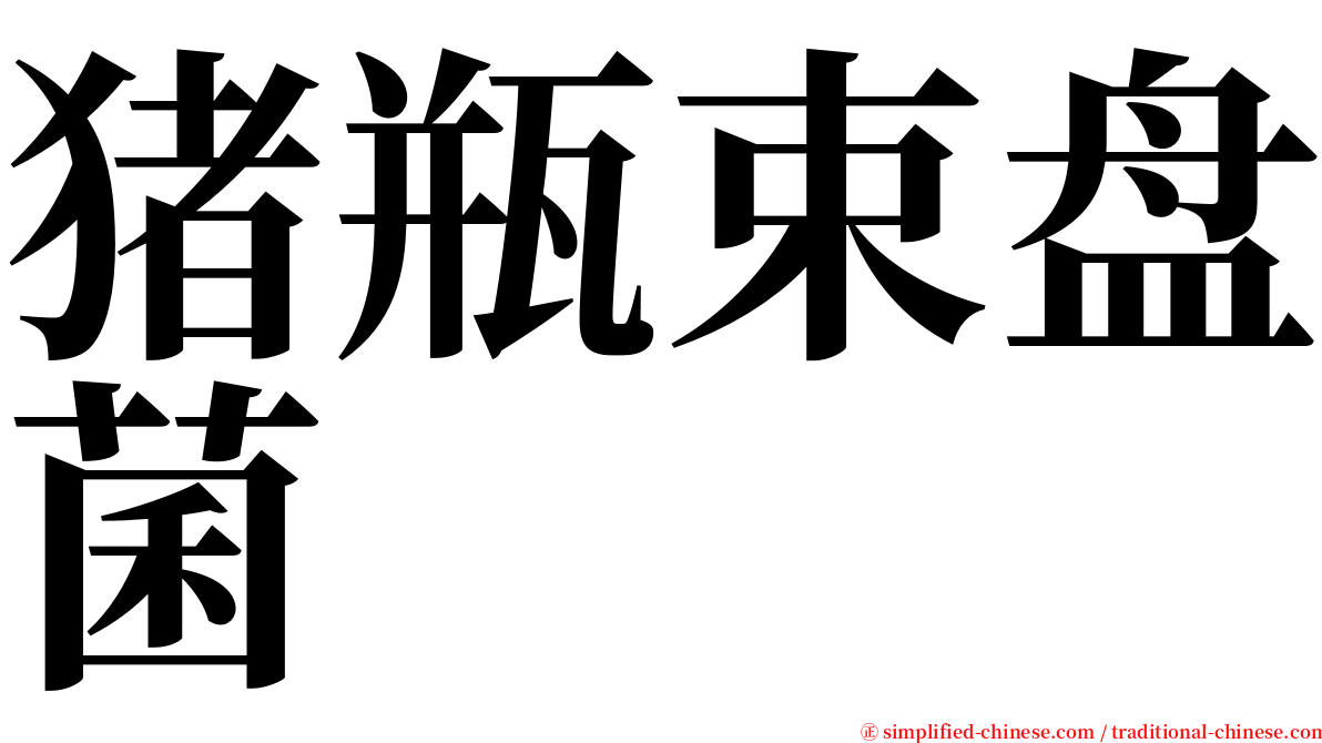 猪瓶束盘菌 serif font