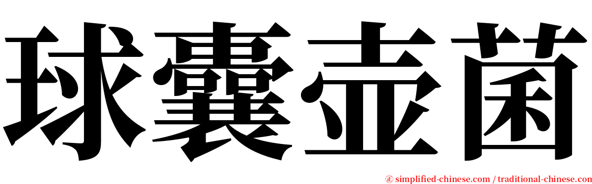 球囊壶菌 serif font