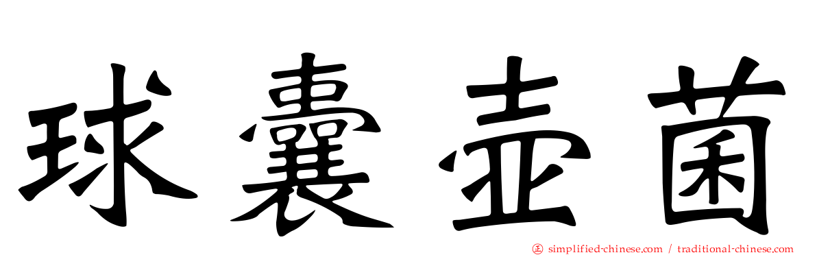 球囊壶菌
