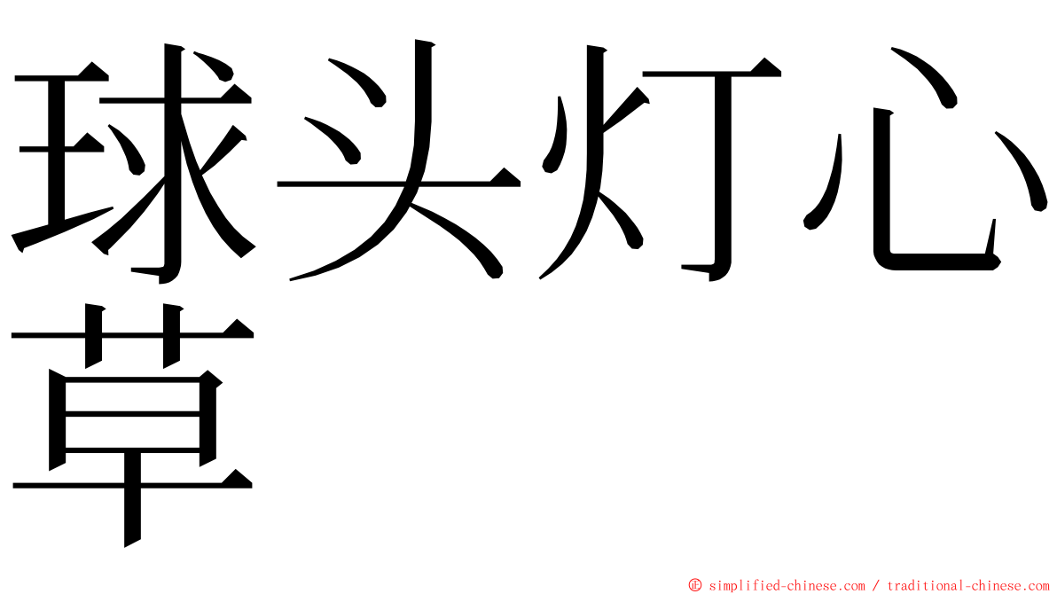 球头灯心草 ming font