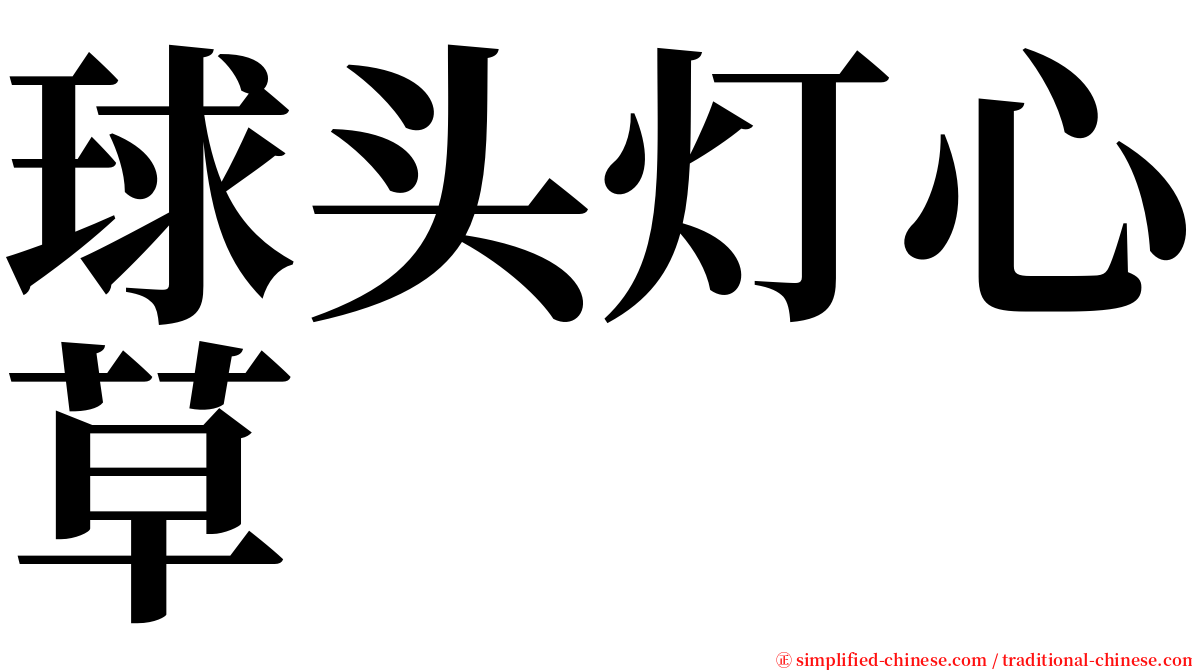 球头灯心草 serif font