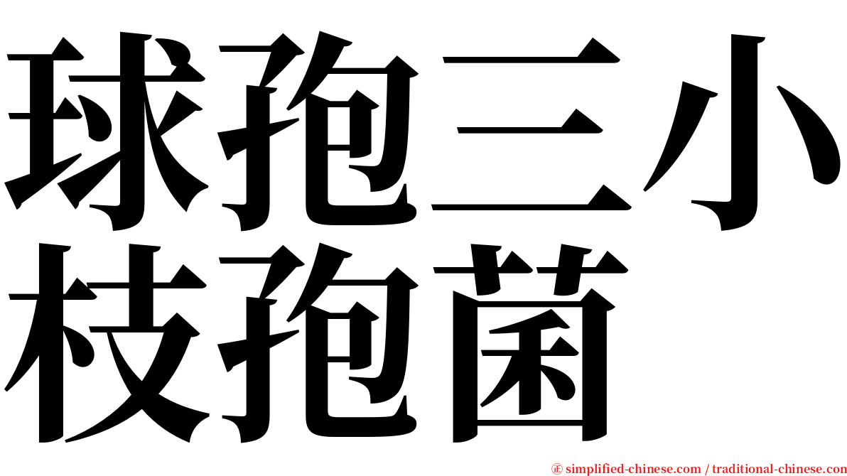 球孢三小枝孢菌 serif font