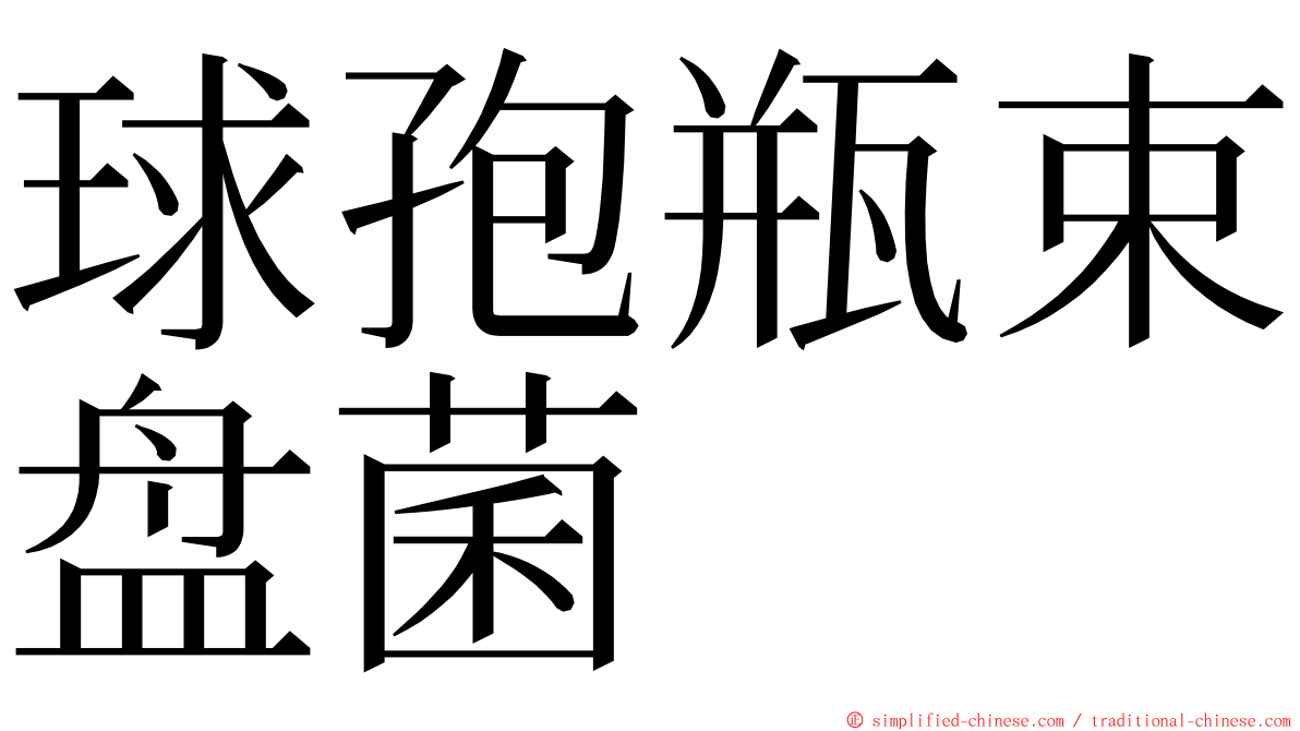 球孢瓶束盘菌 ming font