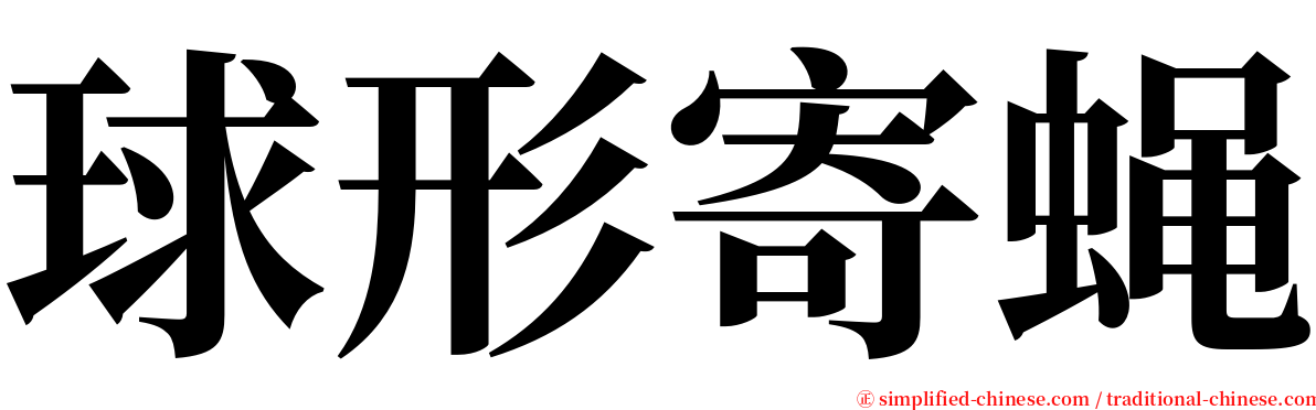 球形寄蝇 serif font