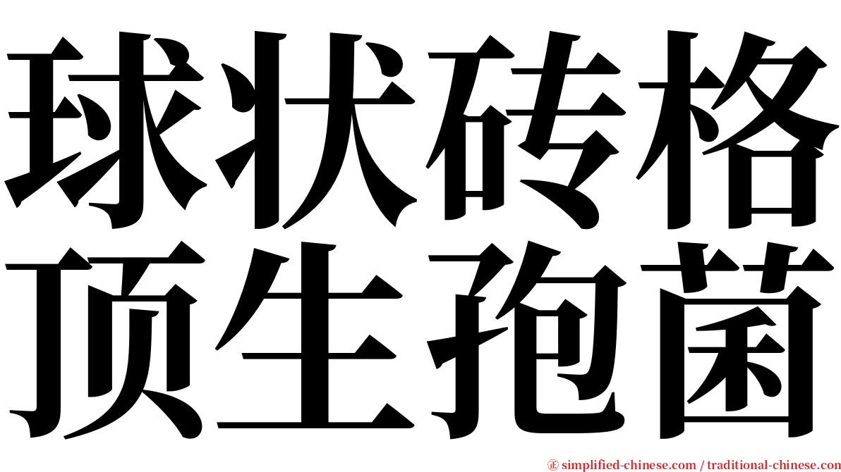 球状砖格顶生孢菌 serif font