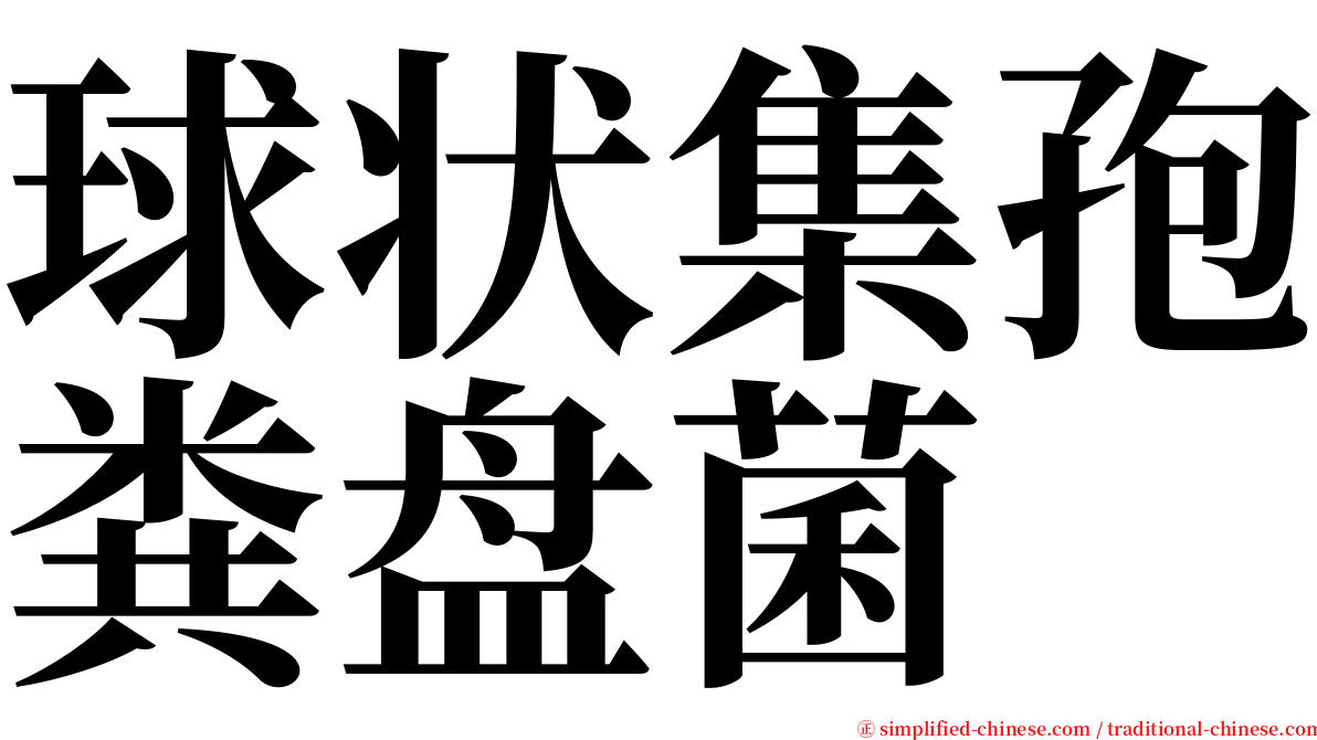 球状集孢粪盘菌 serif font