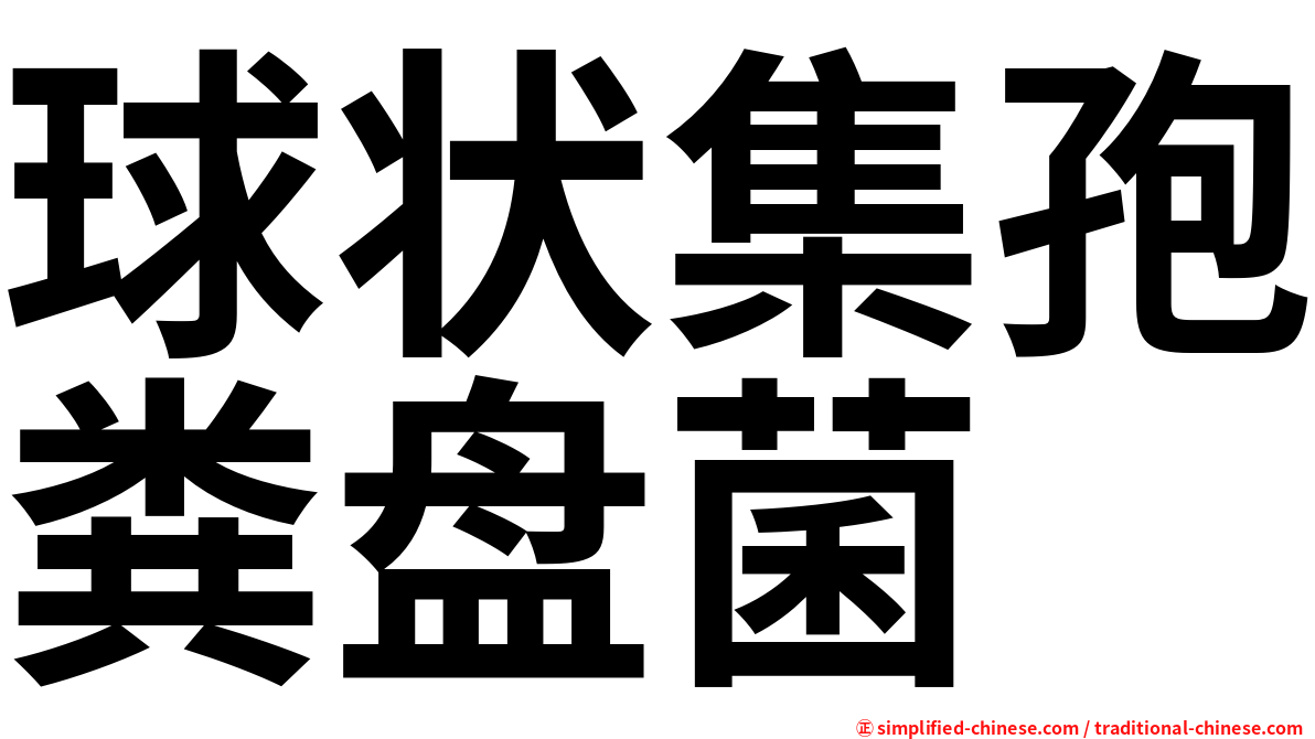 球状集孢粪盘菌
