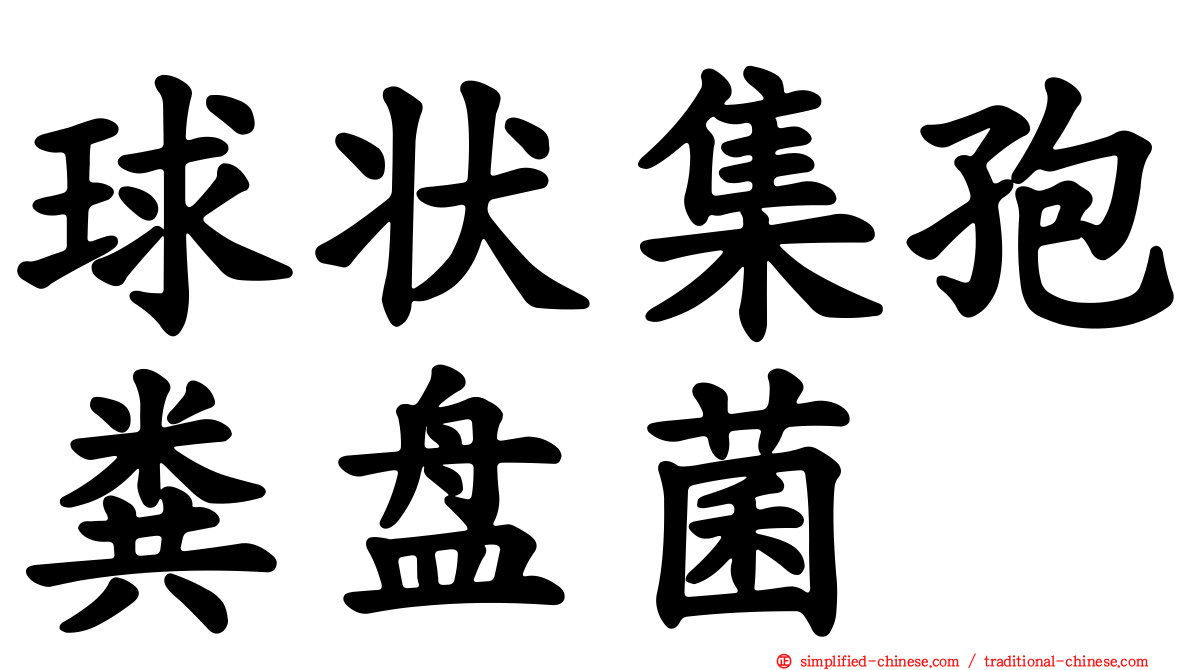 球状集孢粪盘菌