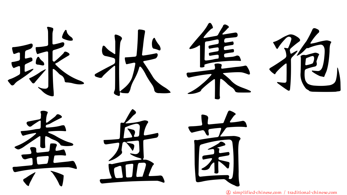 球状集孢粪盘菌