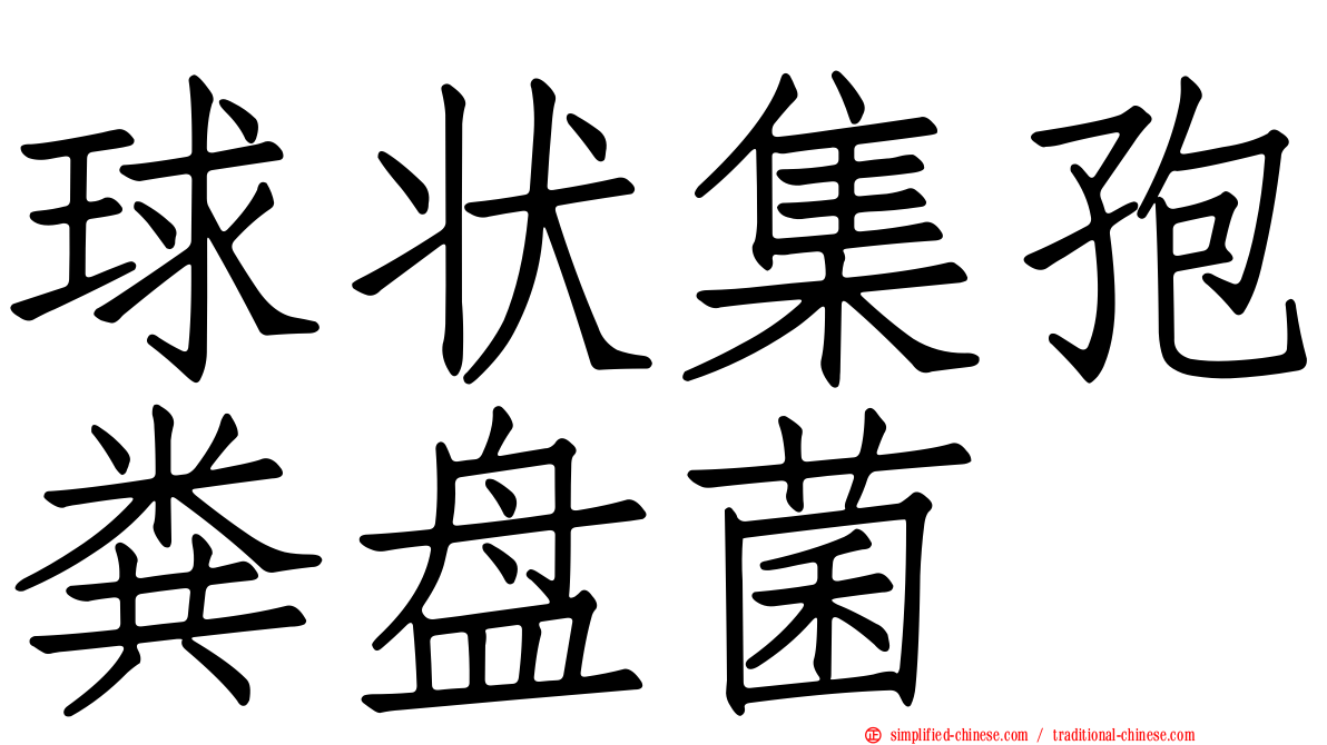 球状集孢粪盘菌