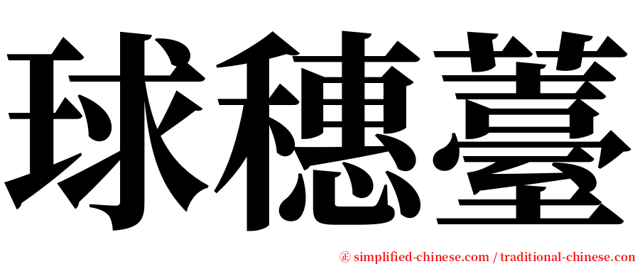 球穗薹 serif font