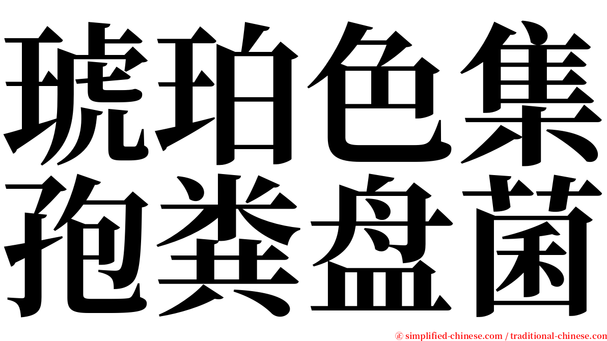 琥珀色集孢粪盘菌 serif font