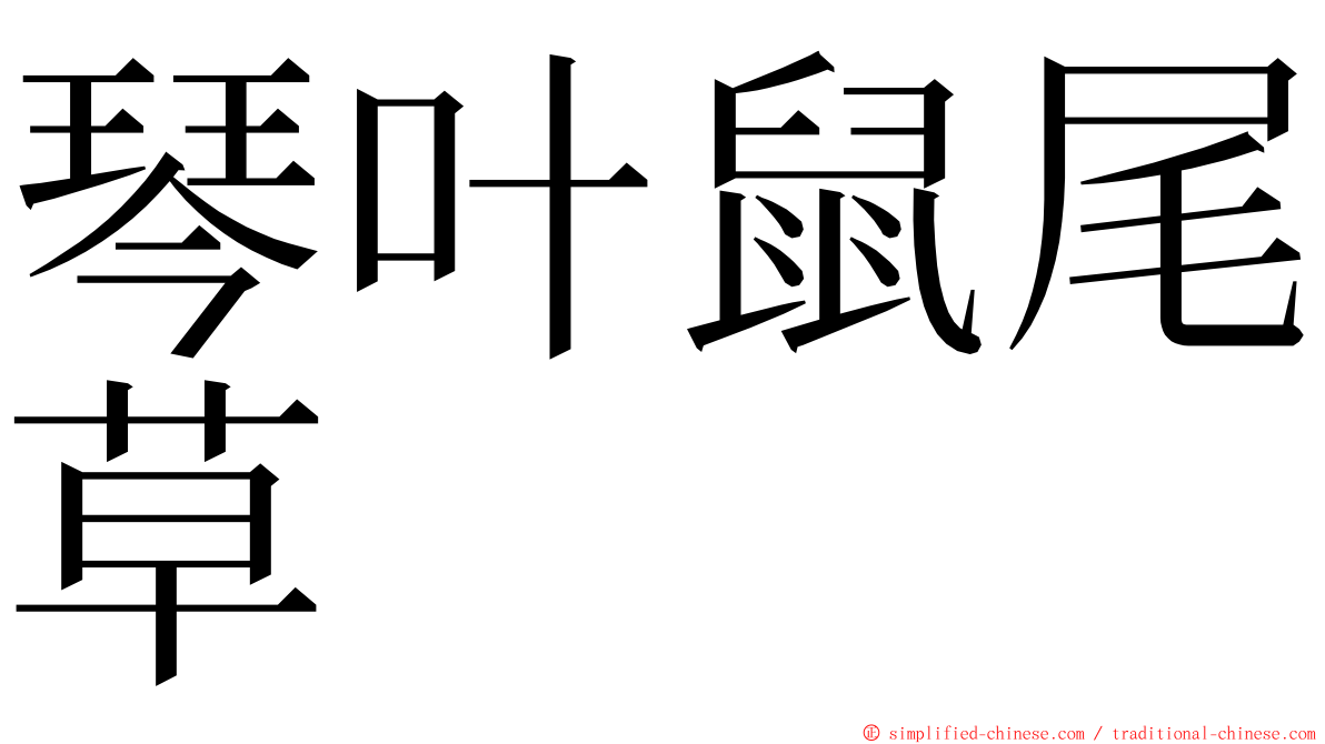 琴叶鼠尾草 ming font