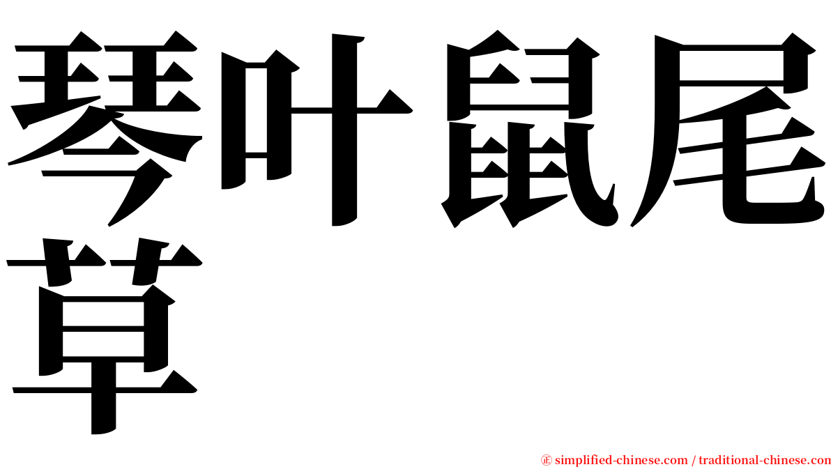 琴叶鼠尾草 serif font