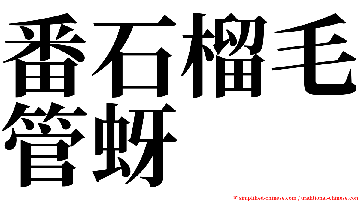 番石榴毛管蚜 serif font