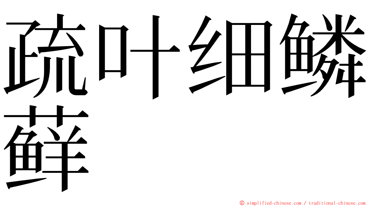 疏叶细鳞藓 ming font